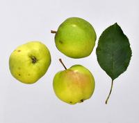 Mutzu æbler med blad